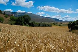 Contro la desertificazione l'Enea sperimenta l'orzo di Foggia