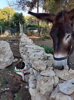 Fortunato, l'asinello mascotte delle Isole Tremiti, cambia casa per sfuggire al maltempo