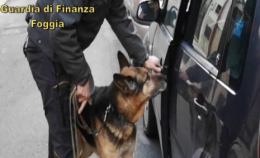Dio perdona, Bagaro no: così il pastore tedesco della GdF fa arrestare a Cerignola il corriere della droga