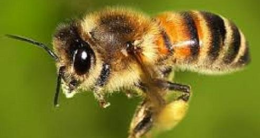 L'uomo che salva le api è lucano. Appello ai politici dall'entomologo di San Severino Valentino Valentini