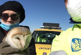 Barbagianni ferito sulla tangenziale di Foggia, ci pensa l'Anas a soccorrerlo