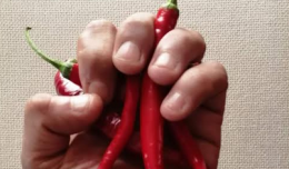 Miglionico presenta «il peperoncino del Melandro»