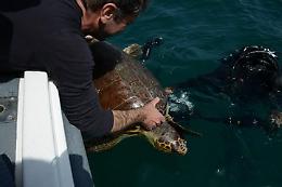 Maratea è la spiaggia scelta dalle Caretta caretta: così le salva il Wwf
