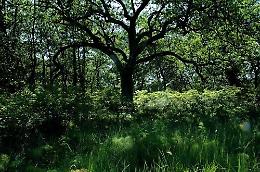 Le roverelle del Bosco dell'Incoronata di Foggia e la farnia di Policoro entrano nell'albo d'oro degli alberi monumentali italiani