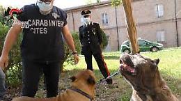 Amputazioni di cani e traffico illegale di cuccioli, nei guai allevatori e veterinari di Bari e Matera