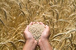 E' la raccolta di grano migliore dell'ultimo decennio, anche se alla Borsa Merci di Foggia e Bologna le quotazioni volano