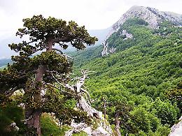  Unesco, Parco del Pollino: nella Faggeta vetusta esemplari di 620 anni 