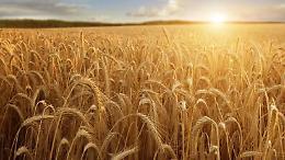 Ismea, da oggi all'asta 20mila ettari di terreni agricoli per un valore base di 260 milioni di euro