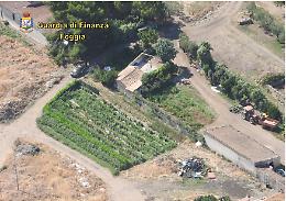 La GdF sequestra 478 piante di marijuana tra San Giovanni Rotondo e San Nicandro: avrebbero fruttato 500mila euro 