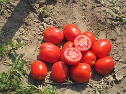 Pomodoro: Basilicata, Campania, Molise e Puglia chiedono a Patuanelli un tavolo di lavoro
