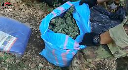 Obbligo di dimora per un senegalese arrestato a San Giovanni Rotondo dai Carabinieri con 7 Kg di marijuana