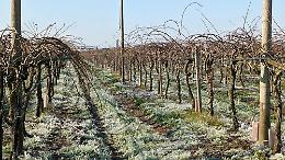 Agricoltura lucana: accolto lo stato di calamità per le gelate di aprile