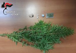 Cannabis sul balcone. Eroina, cocaina e hascisc: arrestato 48enne a Sant'Arcangelo


