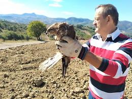 Bella, torna a volare la poiana ferita
