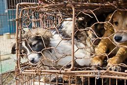 Dalle corse coi cavalli alla macellazione clandestina, ecco la Puglia criminale con gli animali: a Foggia il numero maggiore di reati