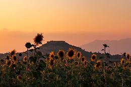 Hope Company: un parco dei fiori in Basilicata
