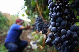 Tempo di vendemmia ed il vino made in Italy tocca il record storico di fatturato