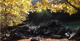 Un click per salvaguardare le foreste: SilvaCuore, l’app sviluppata da un team di ricercatori dell’Unibas
