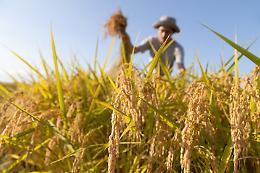 Legalità: a Matera arriva la ''Rete del Lavoro Agricolo di Qualità"

