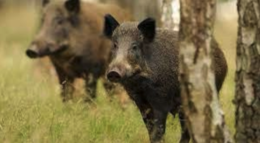 Abbattimento cinghiali: unica soluzione praticabile? 
