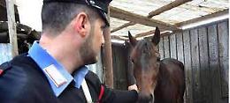 I Carabinieri del Nas di Bari fermano la macellazione di 16 puledri e un cavallo scaricati da un'azienda di Foggia