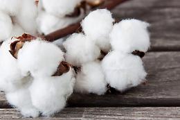 Dreamers, la start up di cotone bio Made in Basilicata