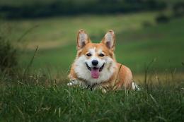 Sogni di prendere un cane? Tutto quello che devi sapere prima di adottarne uno
