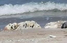 Dal mare di San Menaio emerge uno scheletro umano