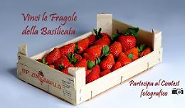 Ecco il concorso fotografico di Op Zuccarella per vincere le fragole della Basilicata
