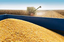 Caos grano duro: quotazioni superiori del 70 per cento rispetto al 2021 e cerealicoltura in tilt

