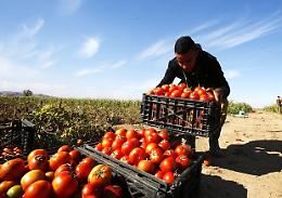 Rinnovato il contratto collettivo di lavoro degli operai agricoli: 1,2 milioni di lavoratori interessati
