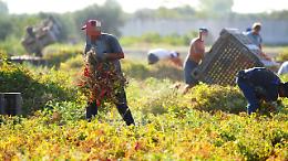 Lavoro nei campi? La Coldiretti suona la sveglia: "Mancano lavoratori stagionali in Basilicata"
