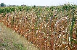 Agricoltura e siccità, Patuanelli annuncia un vertice tra ministeri: "Situazione delicata"