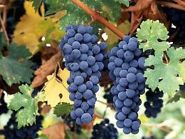 Promozione dei vini lucani sui mercati dei Paesi terzi: da Via Verrastro l'Avviso da 400 mila euro