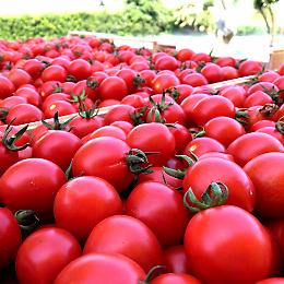 Pomodoro, parte la trasformazione 2025: 1.400 assunzioni e 5 impianti a pieno regime