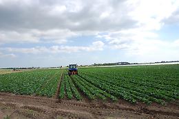Agricoltura lucana in crisi, da Via Verrastro una misura di sostegno temporaneo da 7 milioni 