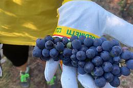 Vendemmia 2022 in Basilicata, Coldiretti prevede una buona annata 