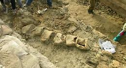 Matera, al via il cantiere per il restauro della "Balena Giuliana", il fossile ritrovato nel 2006 sulle sponde della diga di San Giuliano