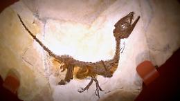 Nuove indagini sul fossile del piccolo Ciro: il primo e più importante dinosauro scoperto in Italia, in provincia di Benevento