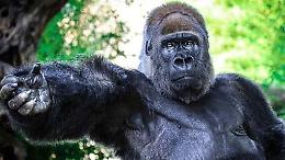 Riù, il gorilla triste rinchiuso nello Zoosafari di Fasano, in Puglia