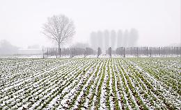 Maltempo e agricoltura: gelo e neve bastonano colture e imprese, danni da 6 miliardi di euro