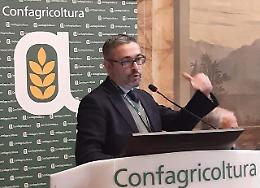 Denis Pantini (Nomisma): olio d'oliva "Cenerentola". In Puglia la produzione cala del 52%