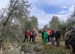 Olio e olive di Missanello, il sindaco Sinisgalli: “Risorsa da valorizzare sempre di più”