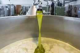 In Puglia crolla del 52% la produzione dell'olio, in Basilicata del 40%