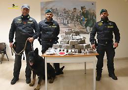 Il buon fiuto dei cani antidroga della GdF non mente: sequestrati oltre 80 chili di droga in provincia di Foggia