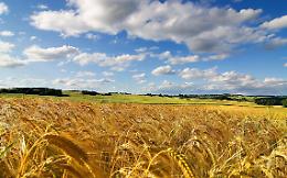 In Puglia la produzione di grano più bassa degli ultimi 10 anni: soffre soprattutto Foggia, granaio d'Italia, con 4.950 aziende