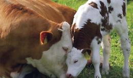 Mamma: una sola specie, un solo cuore.