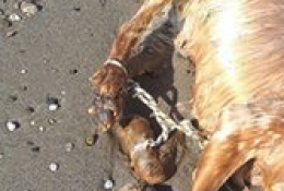 Policoro, cane legato a una boa muore annegato