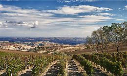 Ecco i vini della Basilicata che si impongono