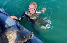 La Divina Federica Pellegrini adotta e libera in mare Libera, la tartaruga salvata e curata a Manfredonia